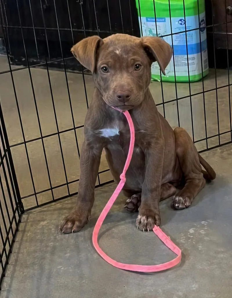 Stevi Peeps thumbnail 2