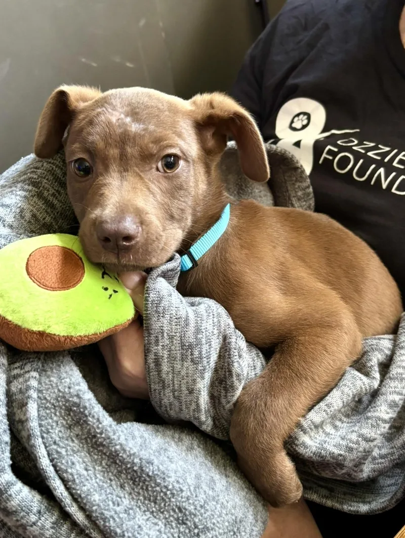 A baby medium-sized female Brown / Chocolate Labrador Retriever dog named Stevi Peeps for adoption in Marietta, GA