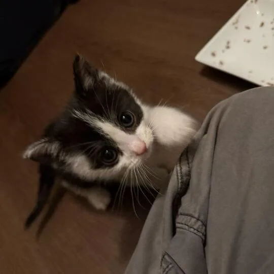 A baby medium-sized female Black & White / Tuxedo Domestic Short Hair cat named Terror for adoption in Ypsilanti, MI