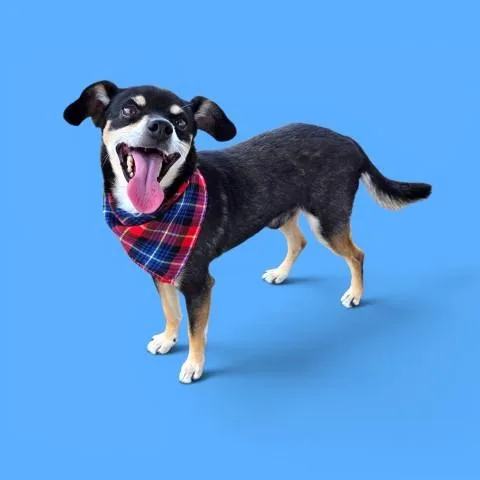 An adult small-sized male Chihuahua dog named Toro for adoption in Bakersfield, CA