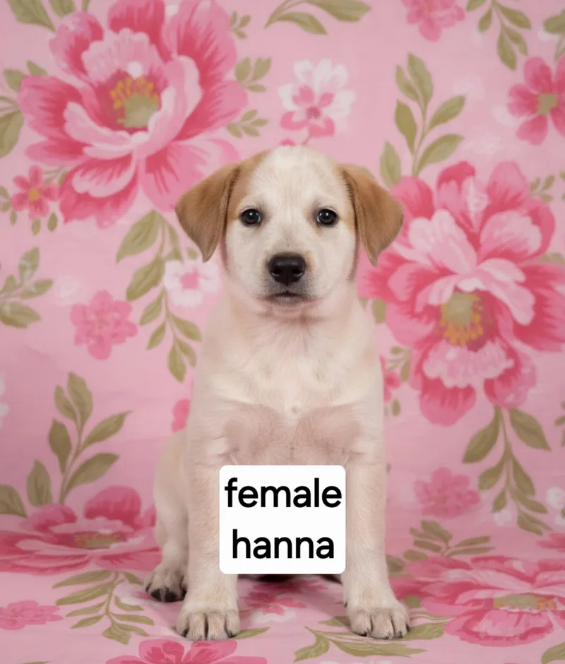 Hanna