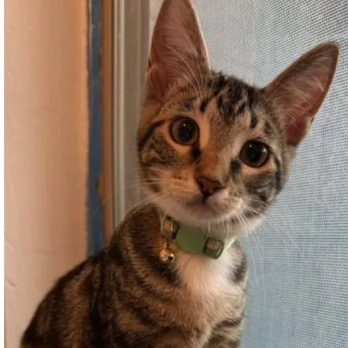 A baby medium-sized female Tabby (Gray / Blue / Silver) Tabby cat named Mayfair for adoption in Warr Acres, OK