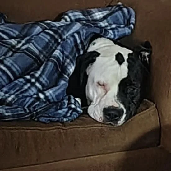 An adult medium-sized male Black Pit Bull Terrier dog named Patch for adoption in St. Peters, MO