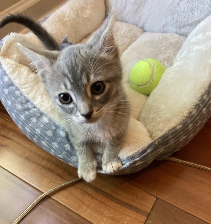 A baby medium-sized female Gray / Blue / Silver Domestic Short Hair cat named Chili for adoption in Knoxville, TN