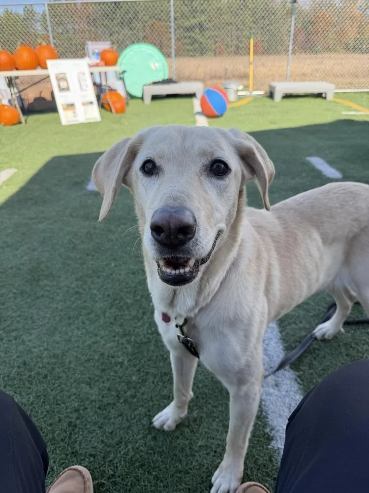 A young medium-sized female White / Cream Mixed Breed dog named Nixnala for adoption in Mauston, WI