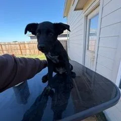 A baby medium-sized female Black Terrier dog named Star for adoption in San Antonio, TX
