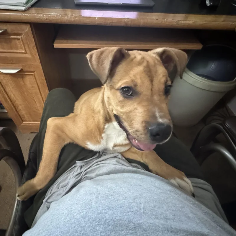 Tyson thumbnail 2
