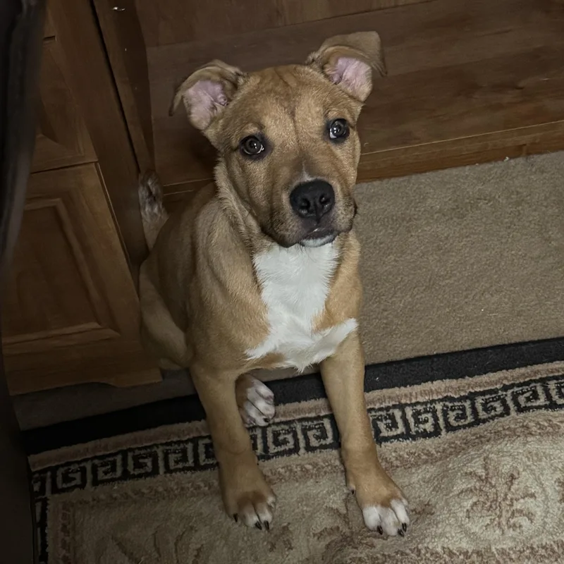 Tyson thumbnail 3