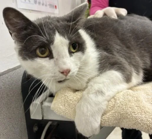 An adult large-sized male Domestic Short Hair cat named Harrison for adoption in Los Angeles, CA