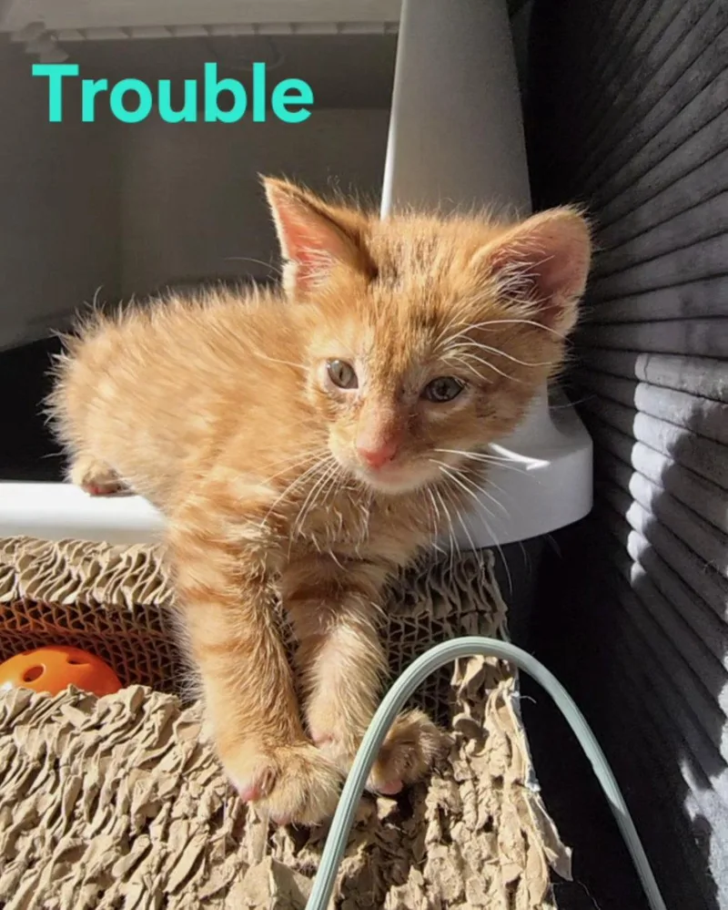 A baby small-sized male Orange / Red Domestic Short Hair cat named C Litter Trouble for adoption in Livonia, MI