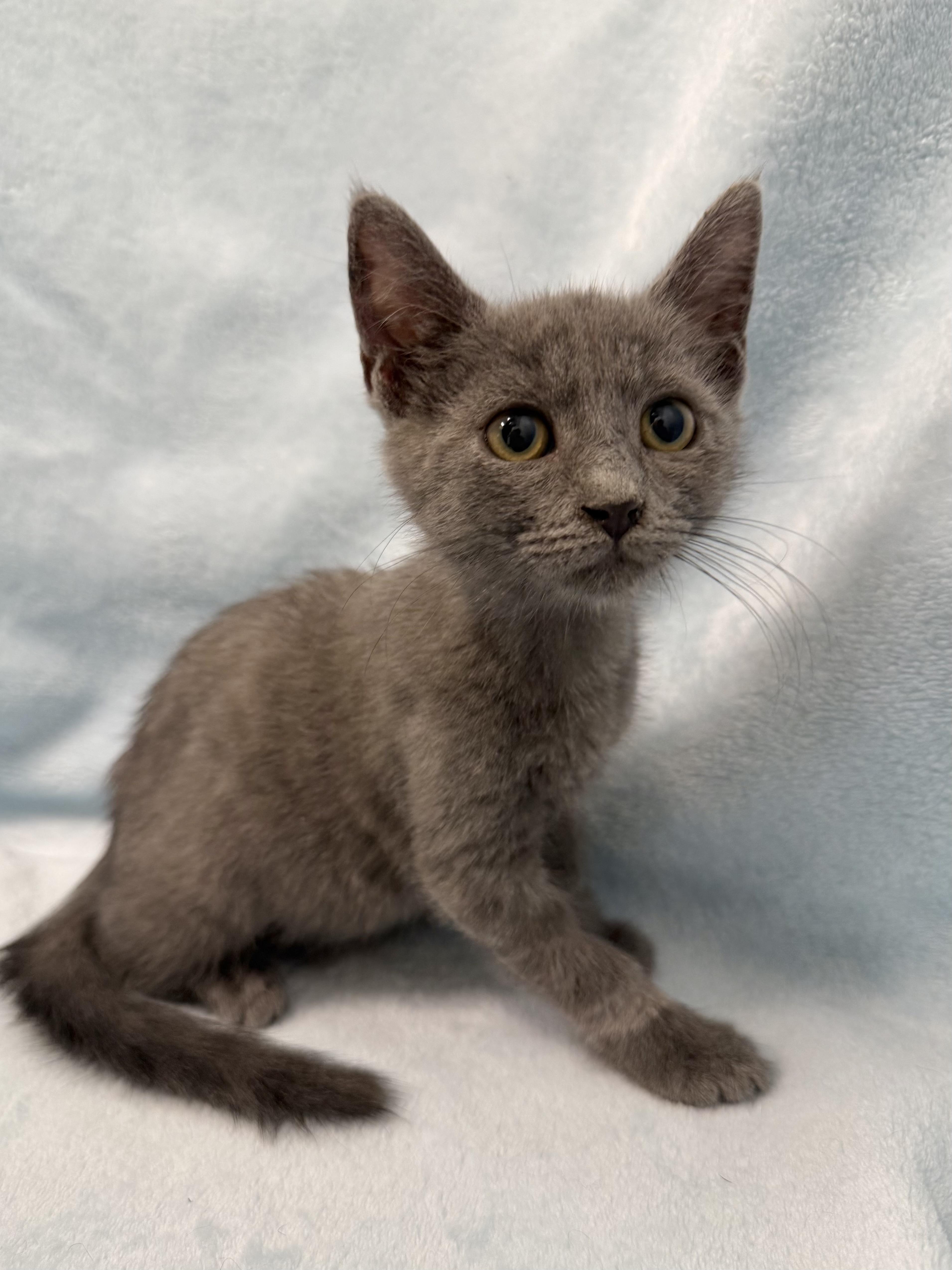 A baby medium-sized male Gray / Blue / Silver Domestic Short Hair cat named Maple for adoption in Greensboro, NC