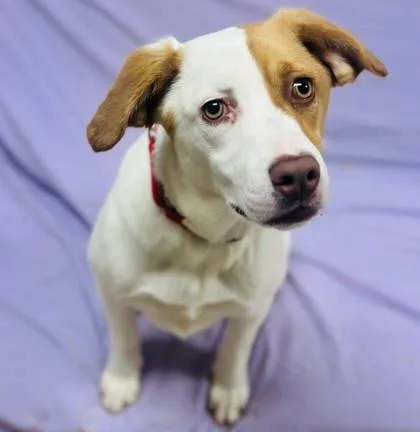 An adult medium-sized female Mixed Breed dog named Winnie for adoption in West Chester, PA