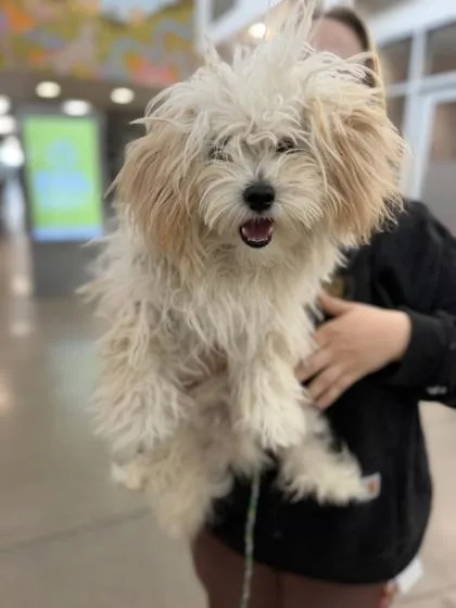 A young small-sized male White / Cream Miniature Poodle dog named Lone Starr for adoption in Sacramento, CA