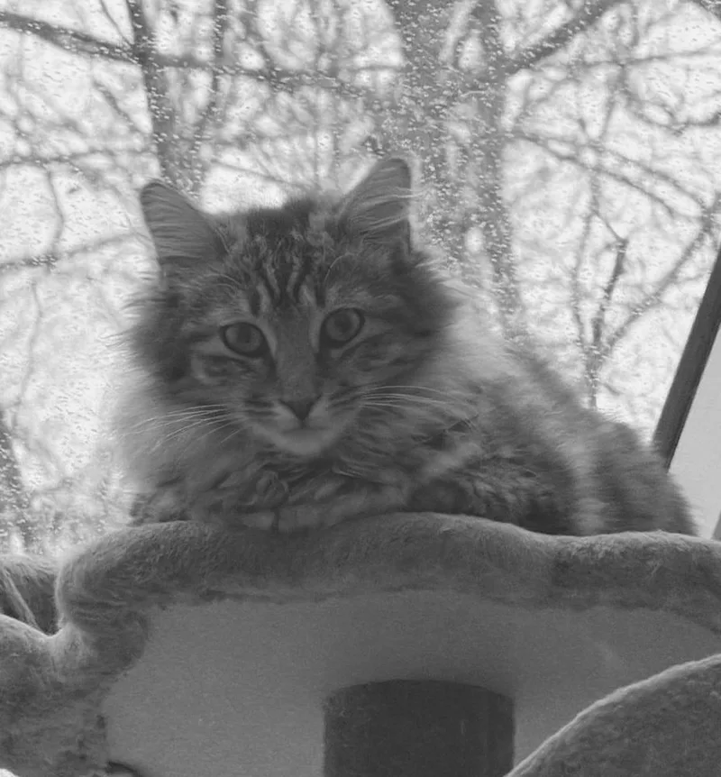 Schitt's Creek:  Johnny