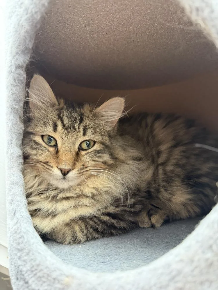 Schitt's Creek:  Johnny thumbnail 4