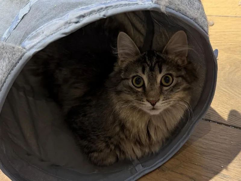 Schitt's Creek:  Johnny thumbnail 5