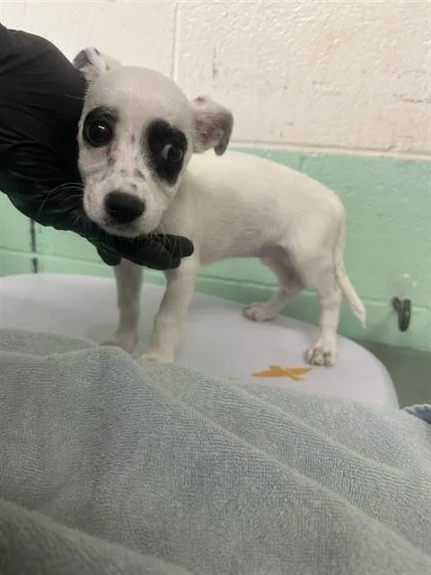 A baby small-sized female Terrier dog named Lima Bean for adoption in Sacramento, CA