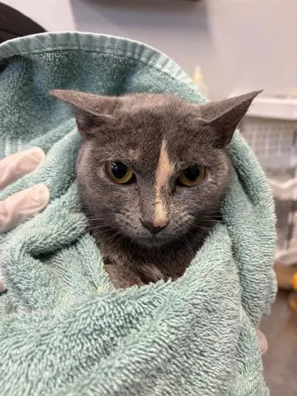 An adult small-sized female Domestic Short Hair cat named Ariel for adoption in West Chester, PA