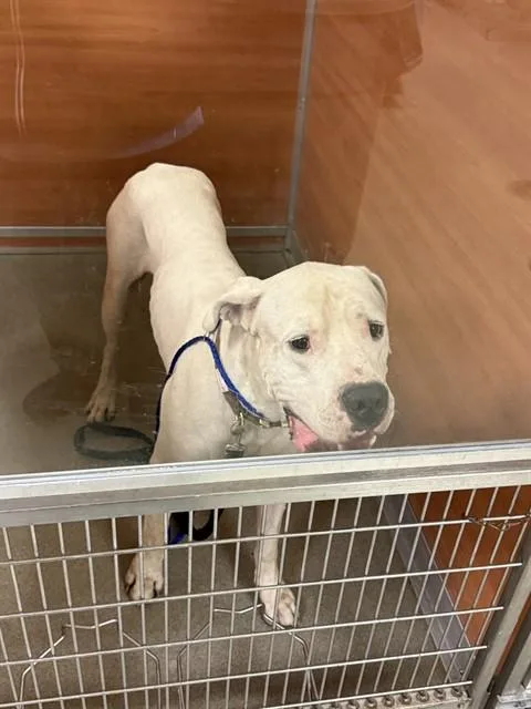 A young large-sized male Dogo Argentino dog named Tim for adoption in Miami, FL