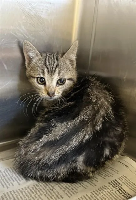 A baby small-sized male Domestic Short Hair cat named Thorn for adoption in Lancaster, CA