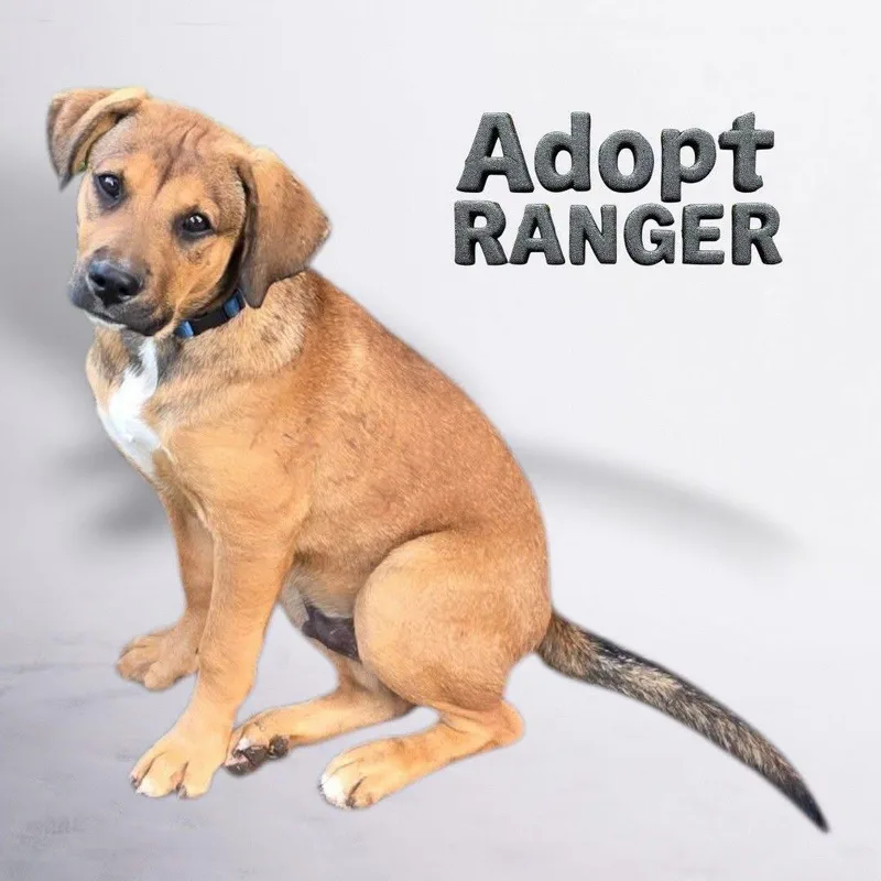 A baby large-sized male Black Mouth Cur dog named Ranger for adoption in Salamanca, NY
