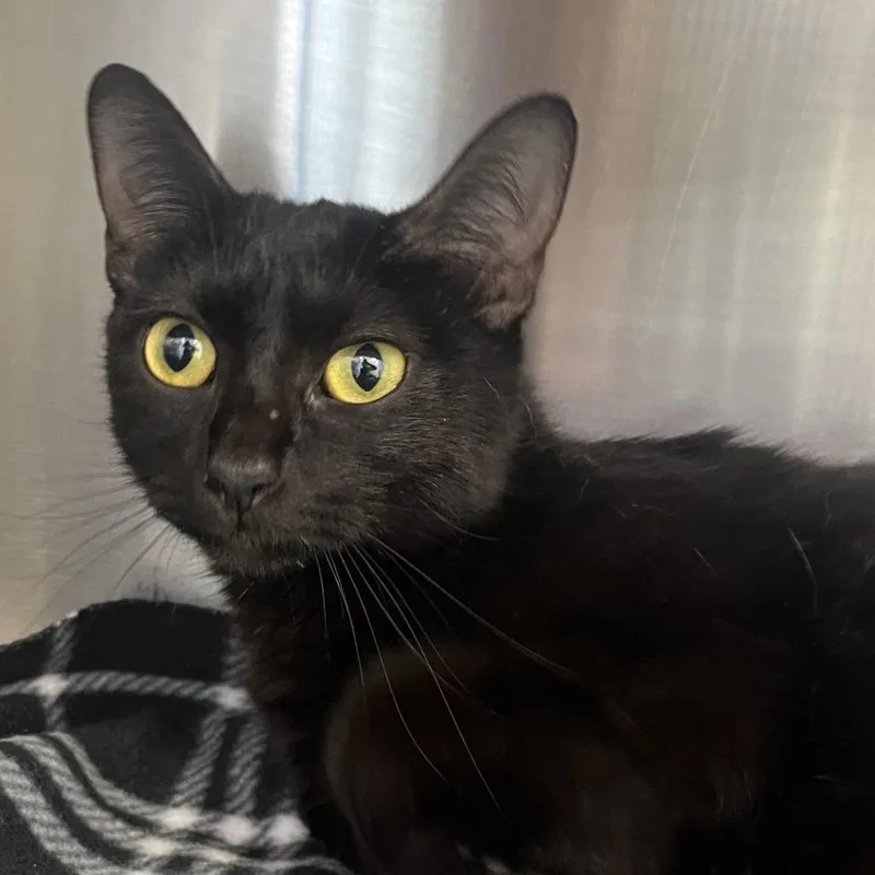 An adult small-sized female Black Domestic Medium Hair cat named Lucy for adoption in Madisonville, TN