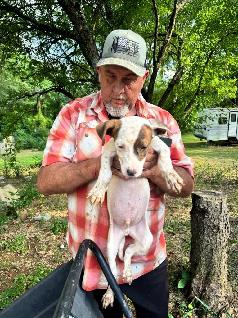 A baby large-sized male Pit Bull Terrier dog named Smudge for adoption in Little Rock, AR