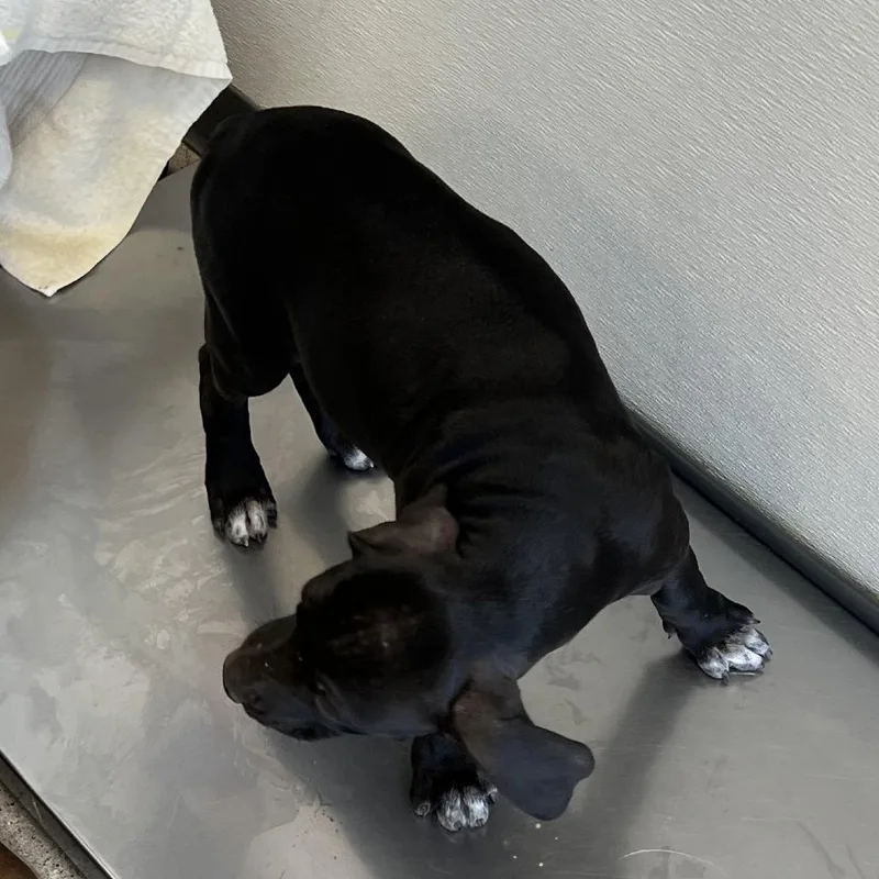 A baby small-sized female Black Mixed Breed dog named Asami for adoption in Las Cruces, NM
