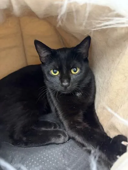 An adult small-sized male Domestic Short Hair cat named Noodle for adoption in Largo, FL