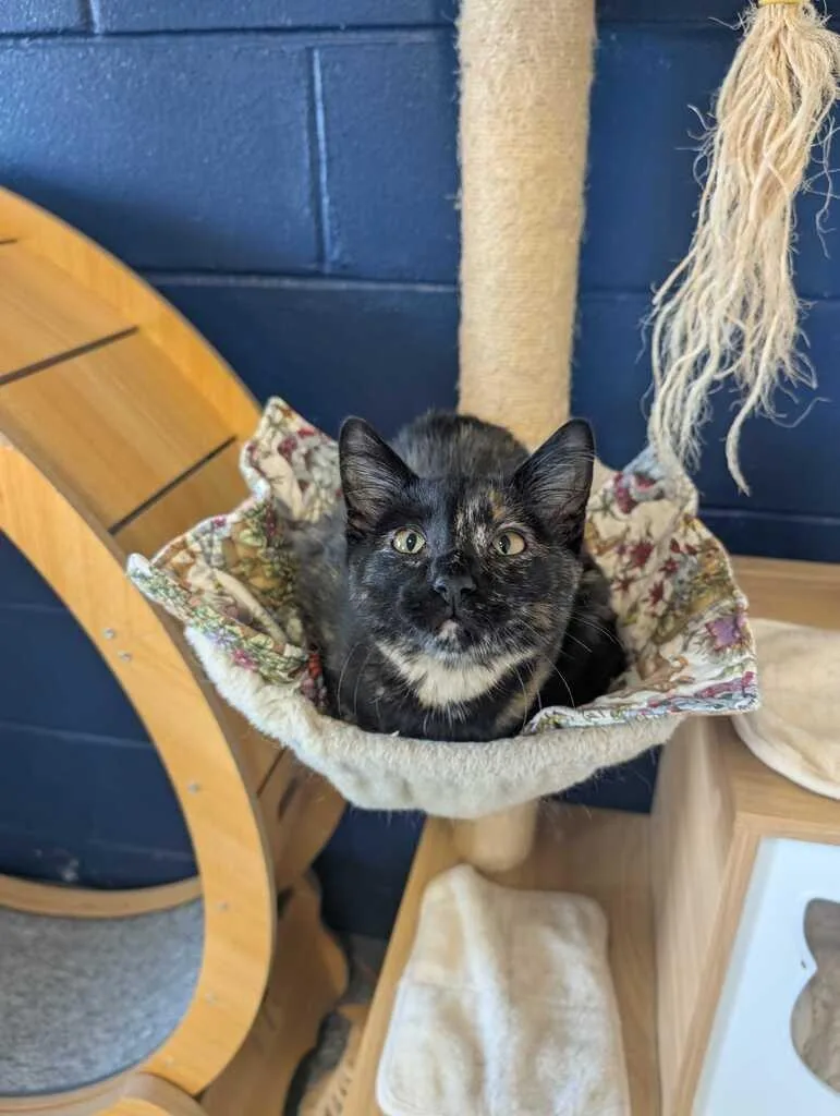 A young medium-sized female Domestic Short Hair cat named Sain for adoption in Athens, AL