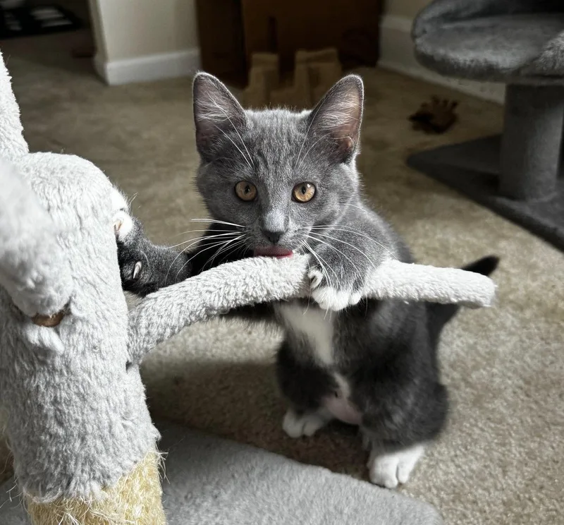 A baby medium-sized female Gray & White Domestic Short Hair cat named Zinnia for adoption in Dublin, OH