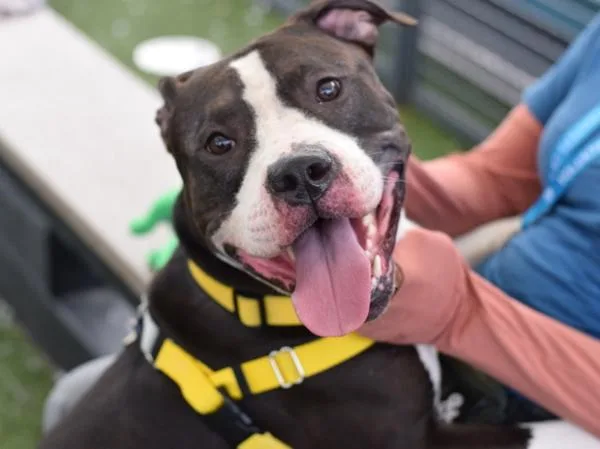 An adult large-sized male Mixed Breed dog named Oso for adoption in Ridgewood, NY
