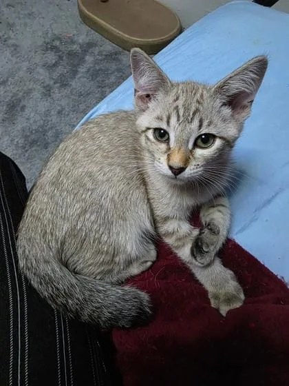 A baby small-sized female Domestic Short Hair cat named Sarah Bug for adoption in Fort Worth, TX