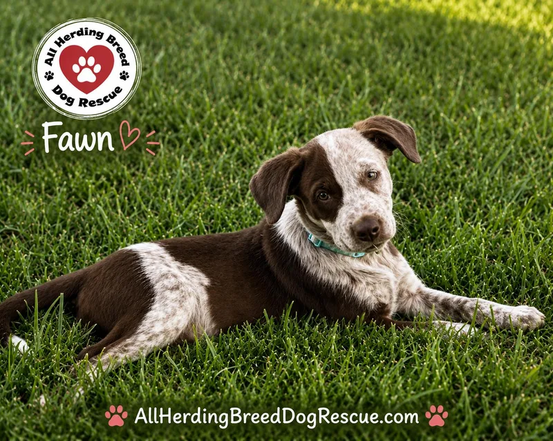 A baby medium-sized female Brown / Chocolate Cattle Dog dog named Fawn for adoption in Joliet, IL
