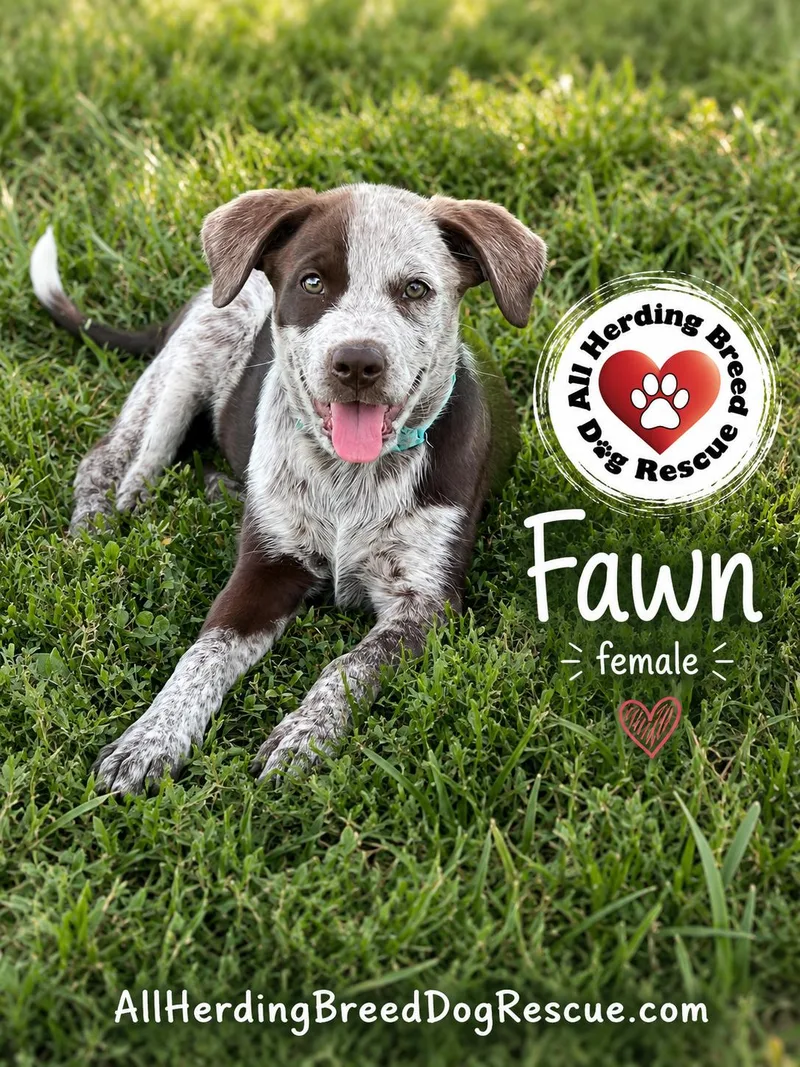 Fawn thumbnail 2