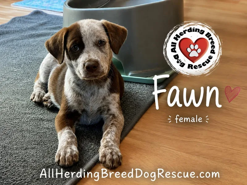 Fawn thumbnail 3