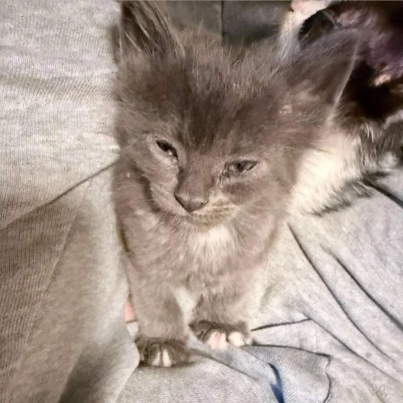 A baby small-sized female Domestic Short Hair cat named Shadow C for adoption in Princeton, MN