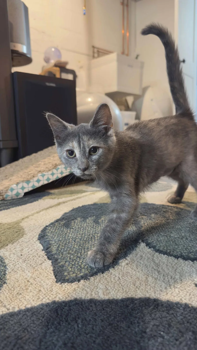 A baby medium-sized female Gray / Blue / Silver Domestic Short Hair cat named Dawn for adoption in Cincinnati, OH
