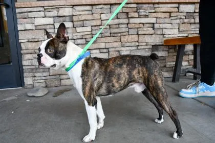 An adult small-sized male Boston Terrier dog named Mario for adoption in Yakima, WA