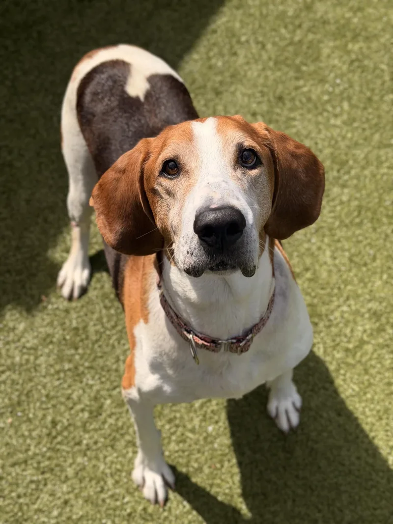 A senior large-sized male Treeing Walker Coonhound dog named Cole for adoption in Mount Juliet, TN