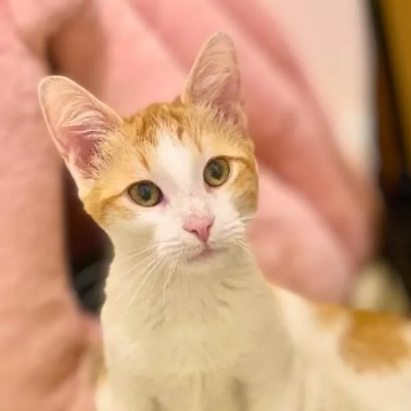 A young medium-sized female Domestic Short Hair cat named Clementine for adoption in Vallejo, CA