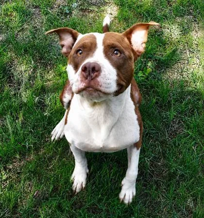 An adult medium-sized female Bicolor Pit Bull Terrier dog named Brooklyn for adoption in Inverness, FL