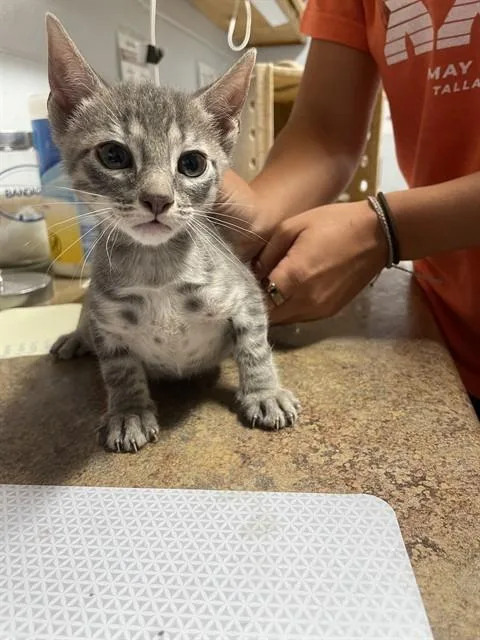 A baby small-sized male Domestic Short Hair cat named Beckett for adoption in Tallahassee, FL