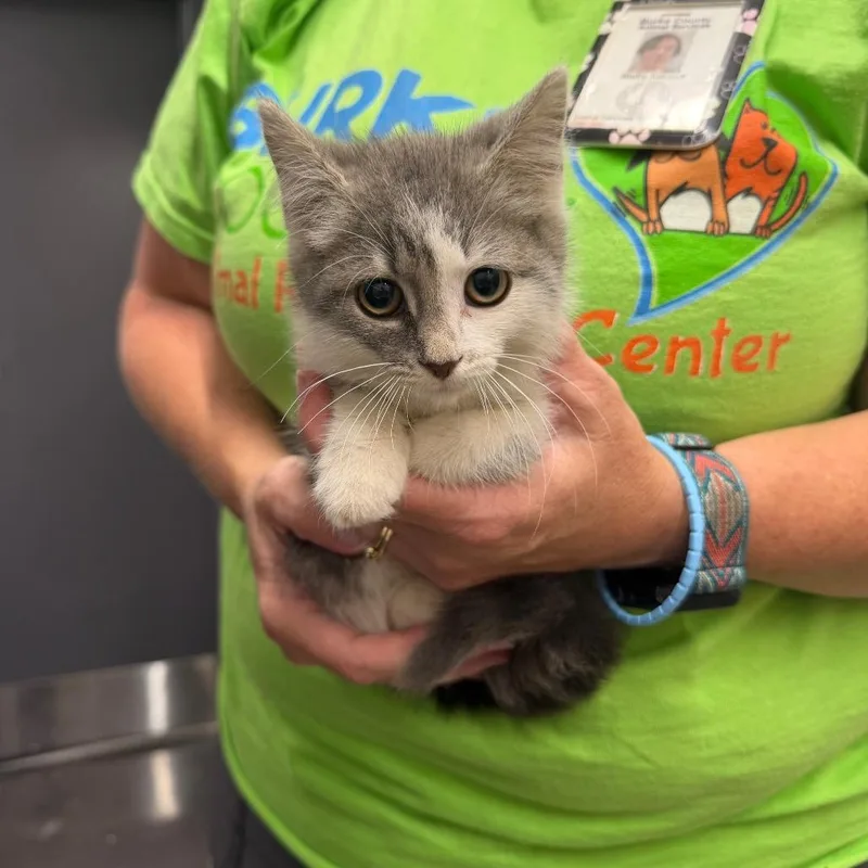 A baby small-sized female Gray / Blue / Silver Domestic Short Hair cat named Sandwich for adoption in Morganton, NC