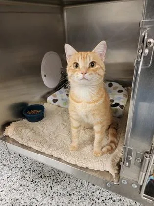 An adult medium-sized male Domestic Short Hair cat named Juice for adoption in Fergus Falls, MN