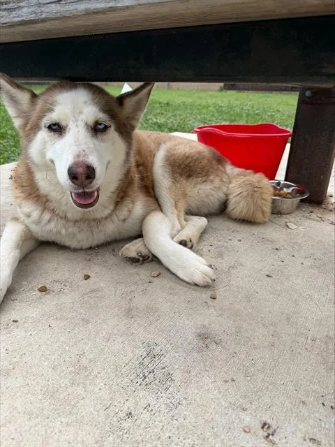 An adult large-sized female Husky dog named Hazel for adoption in San Antonio, TX