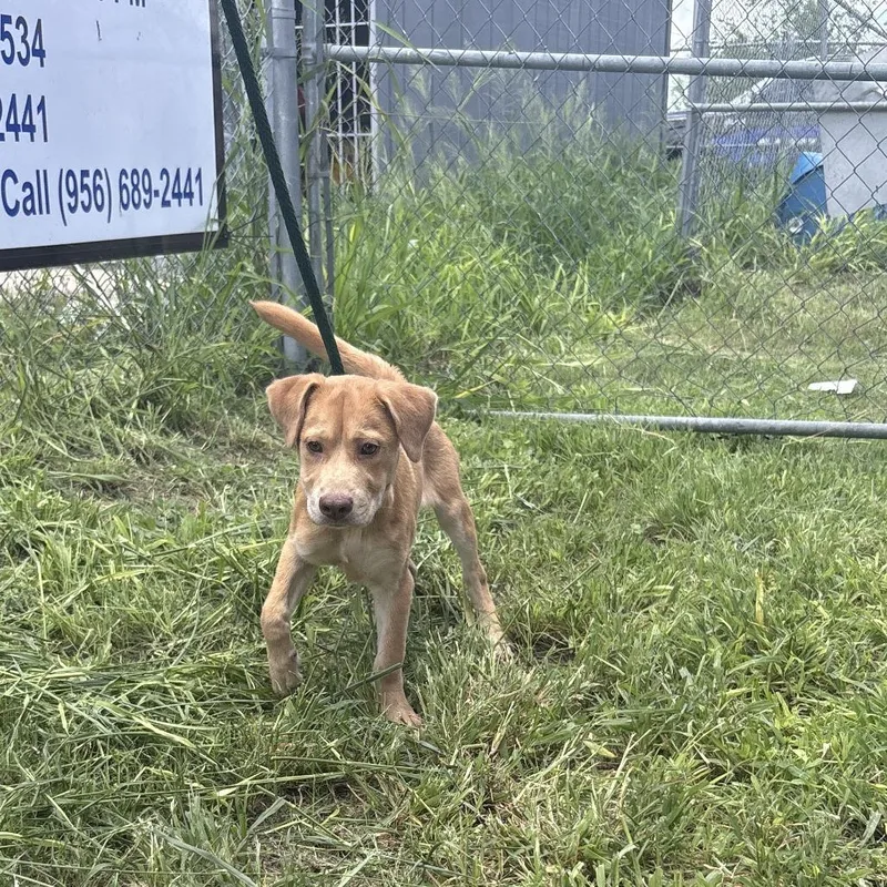 A baby medium-sized female Yellow / Tan / Blond / Fawn Mixed Breed dog named Hazel for adoption in Austin, TX