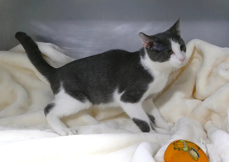 A baby medium-sized male Gray & White Domestic Short Hair cat named Gage for adoption in Beechbottom, WV