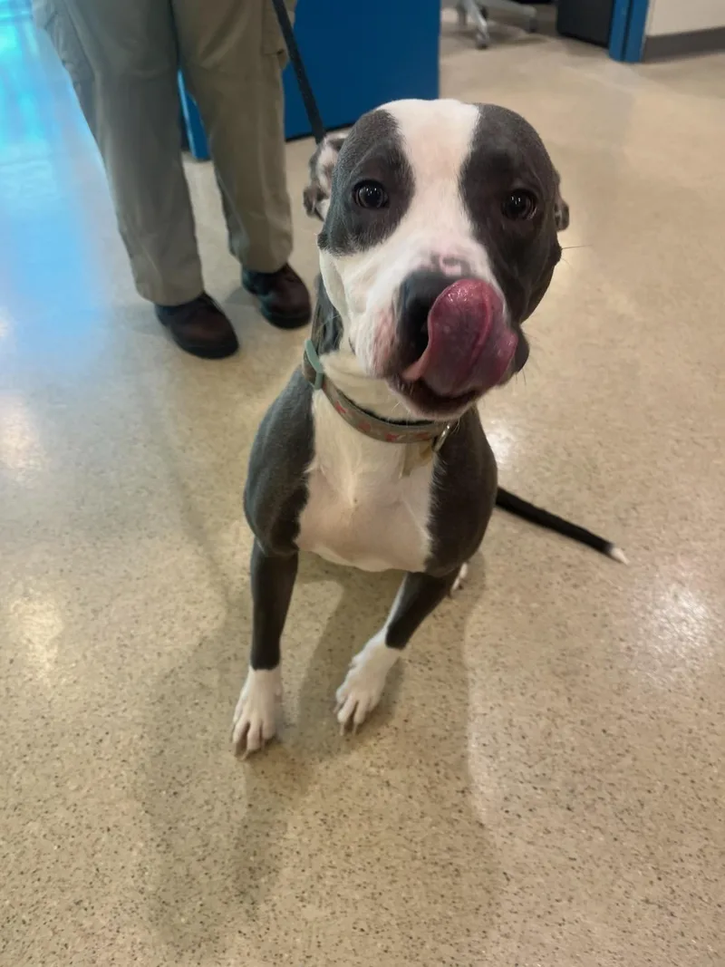 A young medium-sized female Gray / Blue / Silver Pit Bull Terrier dog named Waffles for adoption in Manassas, VA