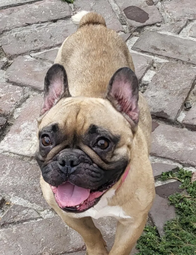 An adult small-sized female French Bulldog dog named Wanda for adoption in modesto, CA